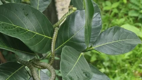 One green snake has brown stripes. Waiting for prey on the branches and leaves Stock Footage 244932192