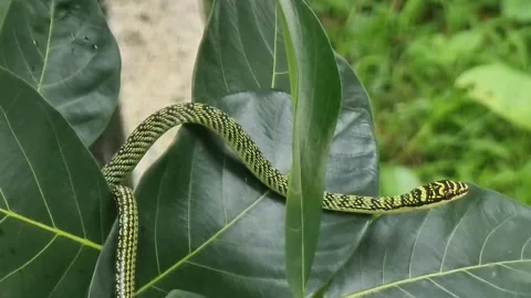 One green snake has brown stripes. Waiting for prey on the branches and leaves. Stock Footage 244932193