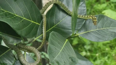 One green snake has brown stripes. Waiting for prey on the branches and leaves Stock Footage 244932210