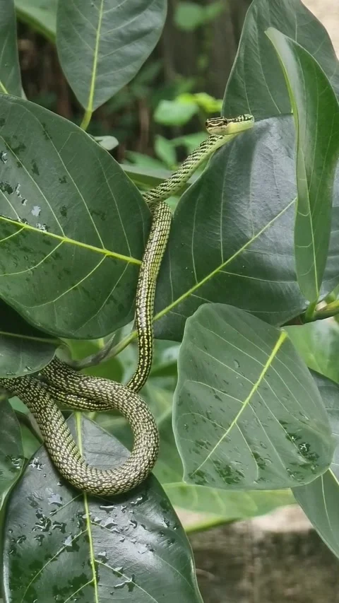 One green snake has brown stripes. Waiting for prey on the branches and leaves. Stock Footage 244932240