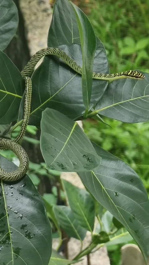 One green snake has brown stripes. Waiting for prey on the branches and leaves. Stock Footage 244932272