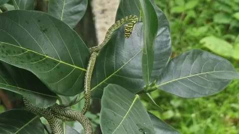 One green snake has brown stripes. Waiting for prey on the branches and leaves. Stock Footage 244932276