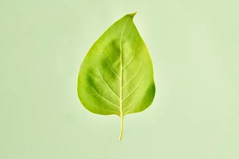 One green syringa tree leaf on light green background, detailed macro close u Stock Photos