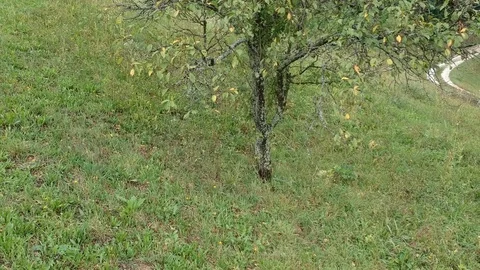 One green tree, aerial Stock Footage 88818645