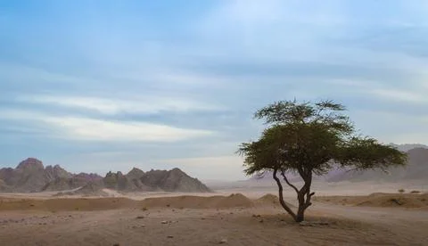 One green tree in the desert of egypt against the backdrop of mountains and.. 写真素材