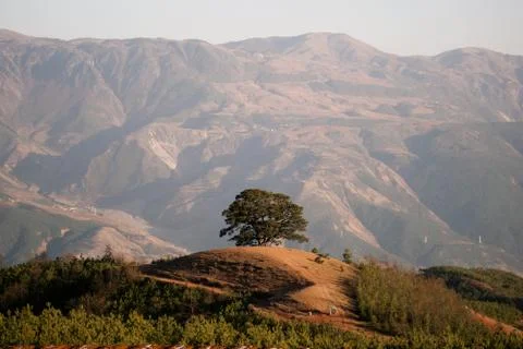 One green tree growing between mountains and valleys in China. Stock Photos