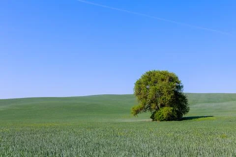 One green tree grows in middle of field Stock Photos