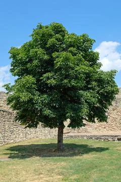 One green tree Stock Photos