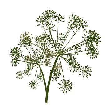 One green vector branch of dill seeds is on a white background Stock Illustration