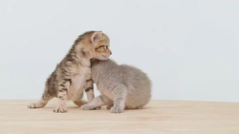 One grey one brown kitten Stock Footage 222739513