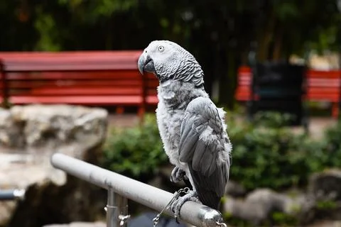 One grey parrot psittacus erithacus sitting on metal handrail in public par.. Stock Photos