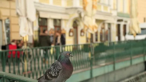 One grey pigeon Stock Footage 72506507