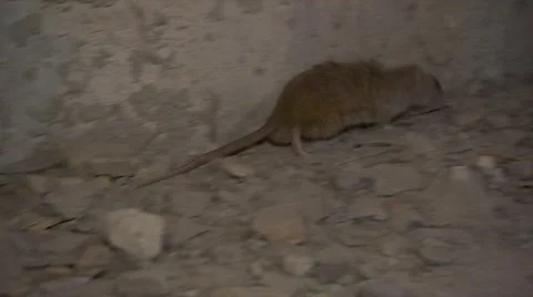 One Grey Rat Stock Footage 67590118