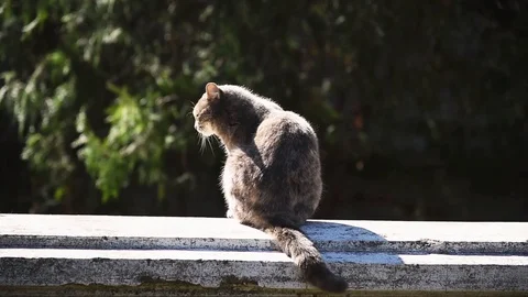 One grey tabby cat sits on a fence Stock Footage 129752842