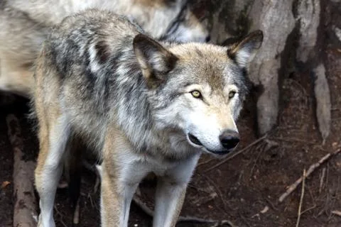 One grey wolf standing still Stock Photos