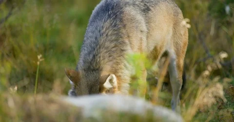 One grey wolf walking in the forest looking for food Stock Footage 80446636