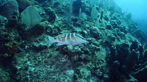 One grouper attacks another in a cleaning station Stock Footage 161350159