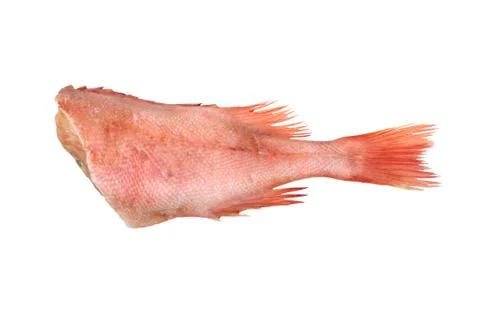 One grouper Stock Photos