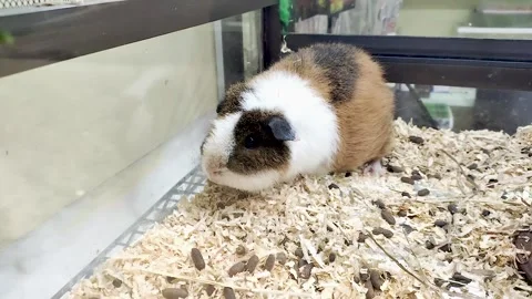 One guinea pig Video stock 267681341