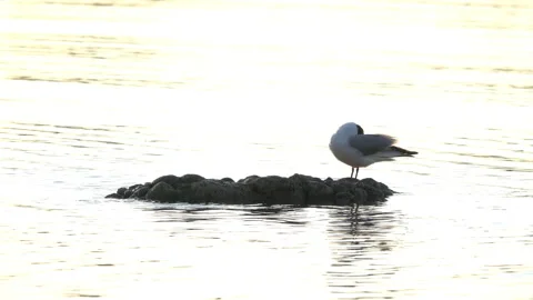 One gull cleanses its feathers on a stone that protrudes out of the water Stock-Footage 103865218