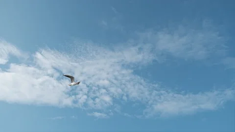 One gull flying in front of camera in slow motion with blue sky on background Video stock 151149051
