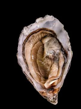 One half of an open fresh raw oyster. Stock Photos
