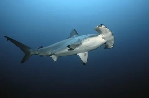 One hammerhead in the blue Stock Photos