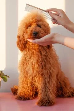 One hand holds the muzzle of a small dog, a miniature poodle of red brown col Foto stock