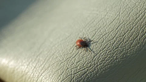 One hard tick crawls on green textile background. Dermacentor.  Video stock 335266614