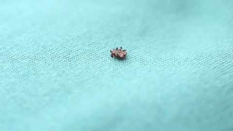 One hard tick lies on its back, turns over, and crawls Stock Footage 88345691