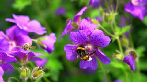 One hardworking honey bee flying around purple flowers in blooming garden. Stock Footage 150892581