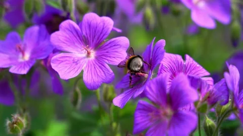 One hardworking honey bee flying around purple flowers in blooming garden. Stock Footage 150892609