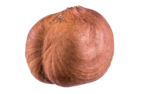 One hazelnut isolated on white background Stock Photos