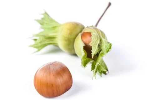 One Hazelnut Stock Photos