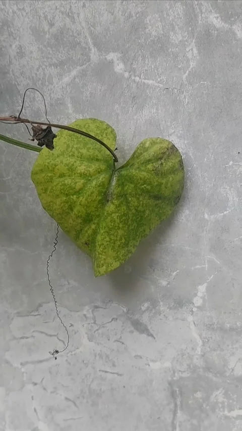 One Heart Leaf on Wall Stock Footage 299606667