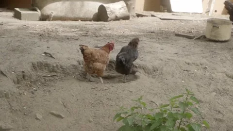 One hen chases another out of a hollow in the ground to take a dust bath. Stock Footage 276836167