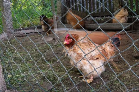 One hen stand still while another walks in rush Stock Photos