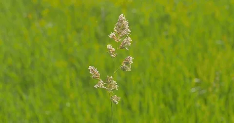 One herb on green grass background. Vidéo 76442775