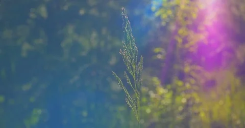 One herb on sky background. Close up Stock Footage 75759553