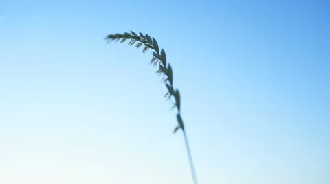 One herb on sky background. Stock Footage 64937092
