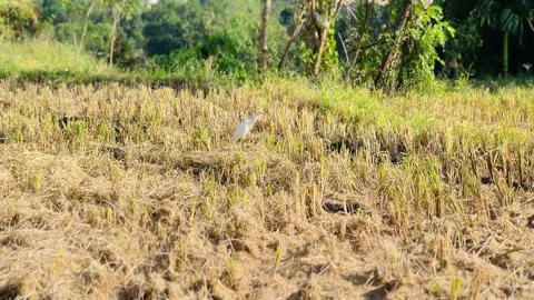 One heron on a mowed field Stock Footage 233375733