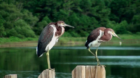 One Heron Walks Off Stock Footage 26837220