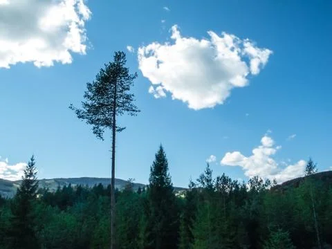 One high birch tree standing alone above many treetops of fir Stock Photos