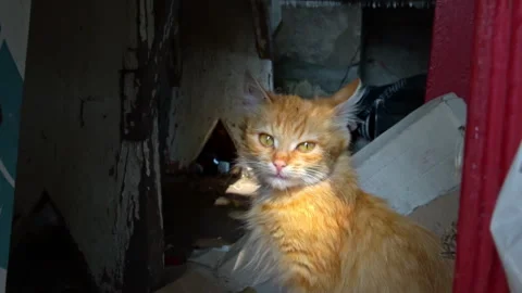 One Homeless Kitten Sit Outside and Bask in the Sun Stock Footage 252176322