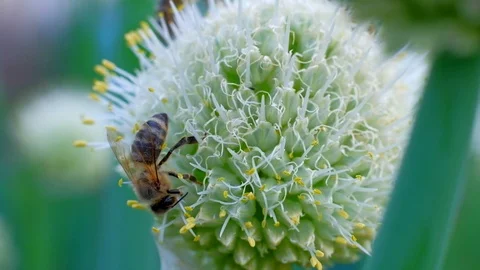 One honey bee collecting nectar pollen with flower on spring sunny day Stock Footage 111111020