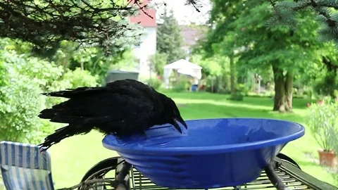 One Hooded Crow Drinking Water 스톡 동영상 73439729