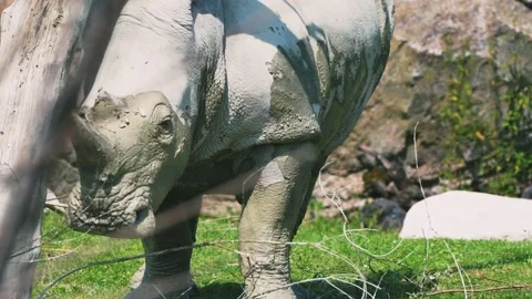 A one-horned rhino Stock Footage 220104857