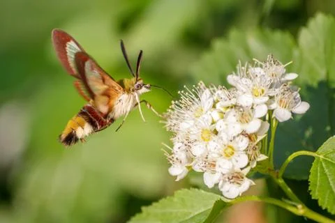 One hornworm moth-hawk in flight over the flower looking for nectar on a summ Stock Photos