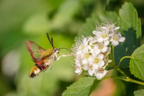 One hornworm moth-hawk in flight over the flower looking for nectar on a summ Stock Photos