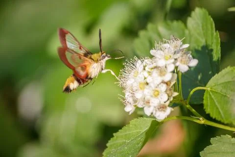 One hornworm moth-hawk in flight over the flower looking for nectar on a summ Stock Photos